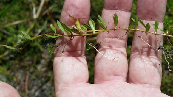 Image de Ludwigia arcuata Walt.