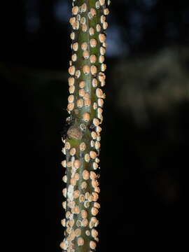 صورة Eriococcus coriaceus Maskell 1893