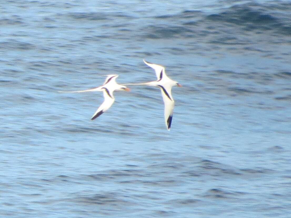 Image of White-tailed Tropicbird