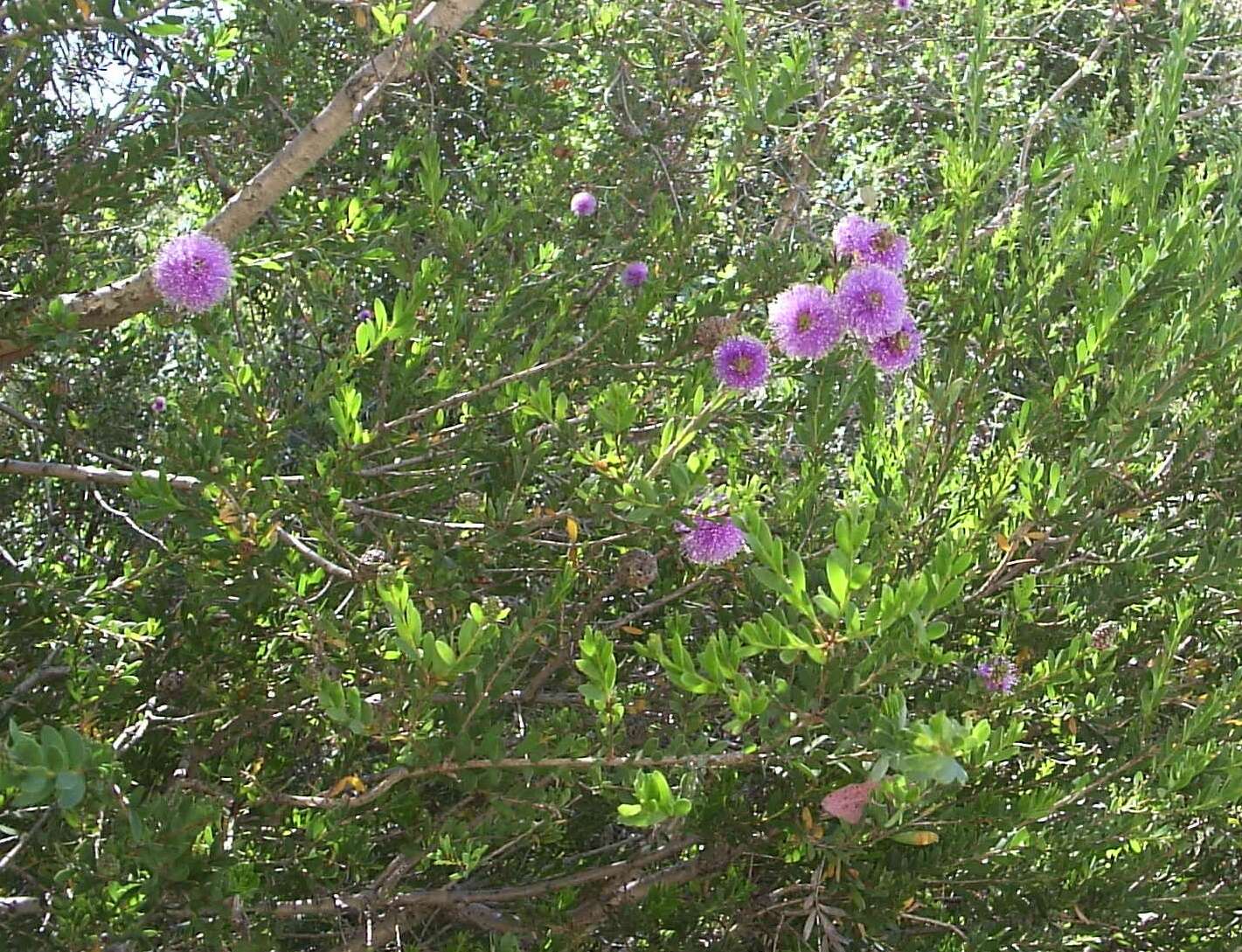 Image of Melaleuca nesophila F. Müll.