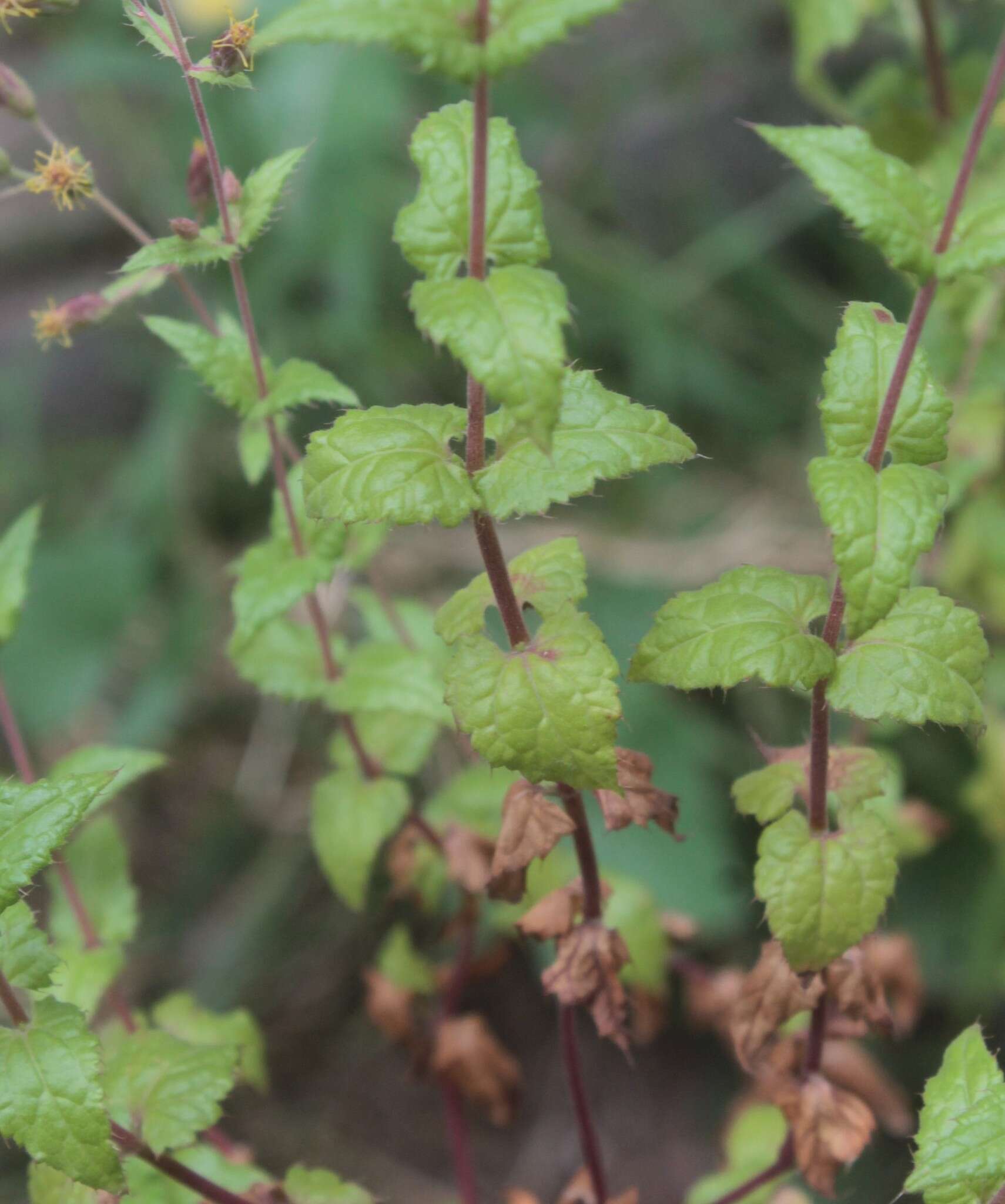 Image of Brickellia subuligera (Schau.) B. L. Turner