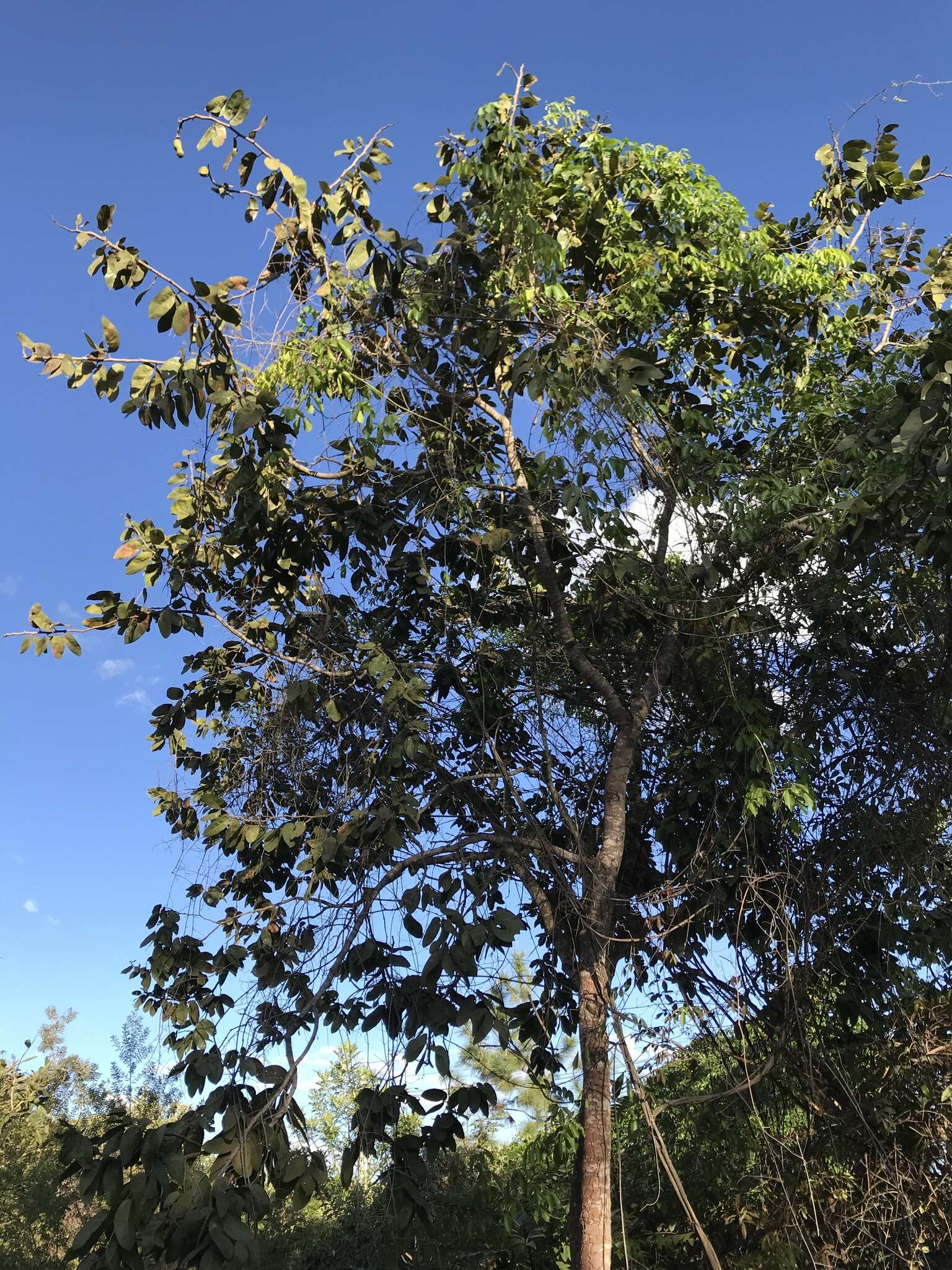 Image de Hymenaea stigonocarpa Hayne