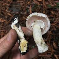 Image of Agaricus deardorffensis Kerrigan 2016