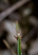 Image of Graceful Meadow Katydid