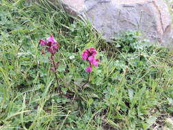 Image de Pedicularis nordmanniana Bunge