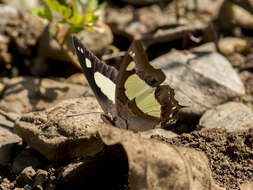 Image of Polyura agrarius Swinhoe 1886