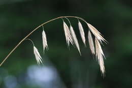 Imagem de Bromus ciliatus L.