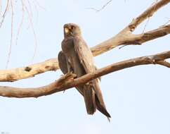 Image of Sooty Falcon