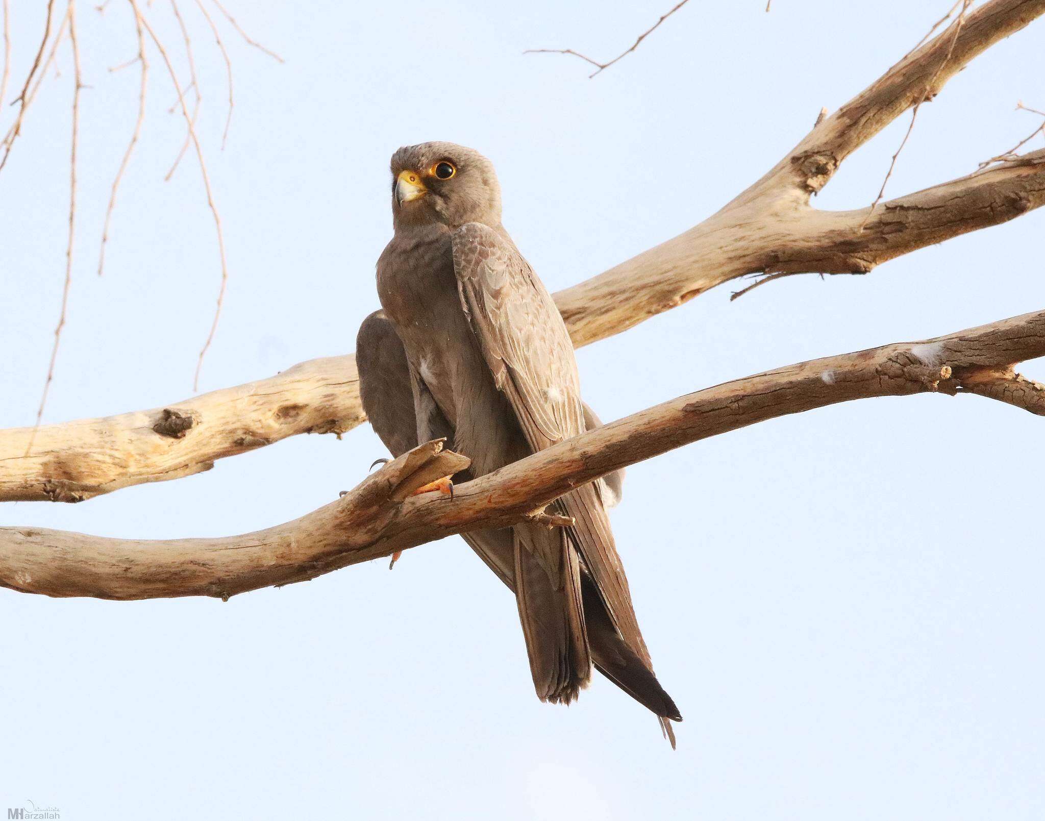 Image of Sooty Falcon