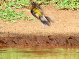 Imagem de Emberiza flaviventris flaviventris Stephens 1815