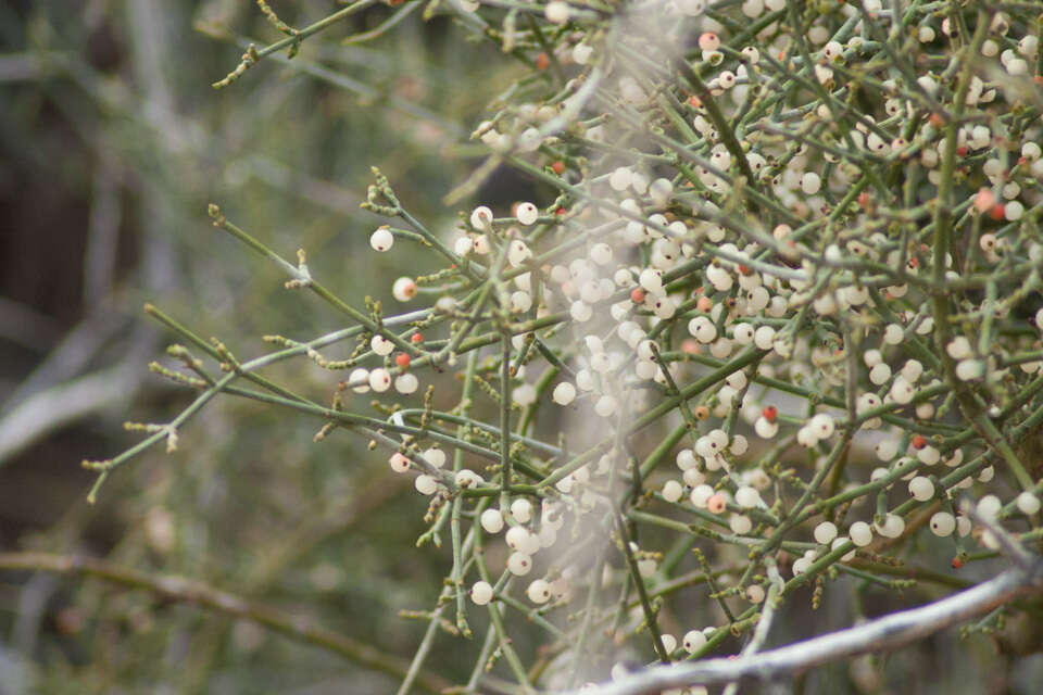 Image of mesquite mistletoe