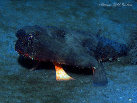 Image of Redbellied batfish