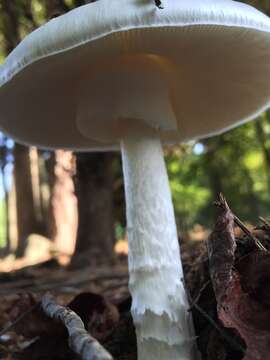 Image of Amanita bisporigera G. F. Atk. 1906