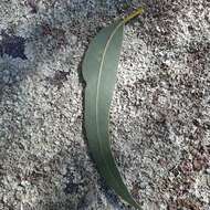 Image of Eucalyptus cephalocarpa Blakely