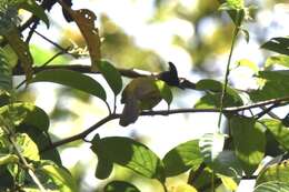 Image of Bornean Bulbul