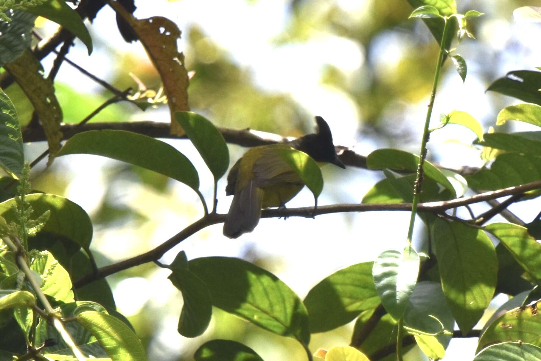 Image of Bornean Bulbul