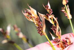 Image of Elegia juncea L.