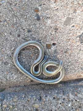 Image of Argentine Blind Snake