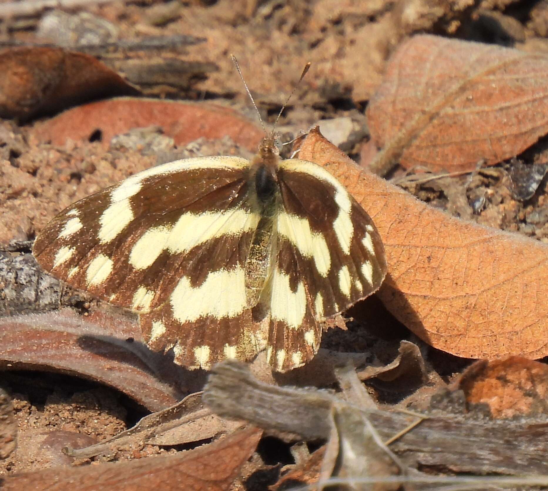 Sivun Pinacopteryx eriphia (Godart (1819)) kuva