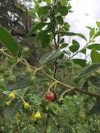 Image of Capsicum rhomboideum (Dun.) Kuntze