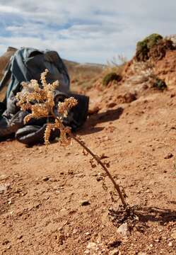 Image of glandular phacelia