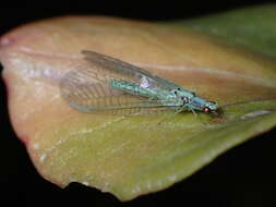 Image of Pseudomallada subcostalis (McLachlan 1882)