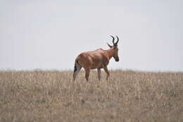 Image of Hartebeest