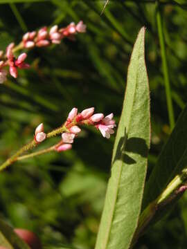 Imagem de Persicaria hystricula (Schuster) Sojak