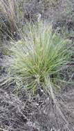 Image de Festuca sibirica Hack. ex Boiss.