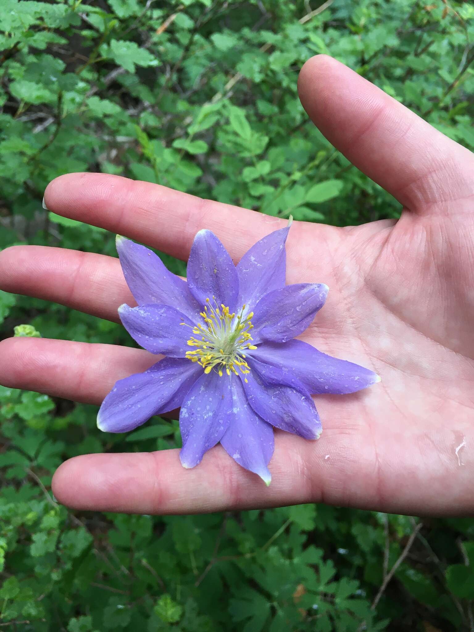 Imagem de Aquilegia coerulea var. daileyae Eastw.