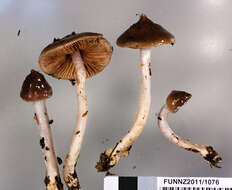 Sivun Cortinarius cucumeris E. Horak 1990 kuva