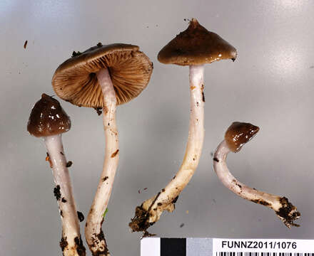 Sivun Cortinarius cucumeris E. Horak 1990 kuva