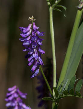 Image de Vicia cracca subsp. cracca