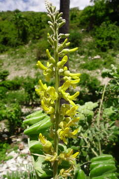 Image of yellow necklacepod