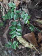 Image of Ventilago elegans Hemsl.