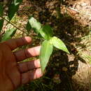 Image of whitemouth dayflower