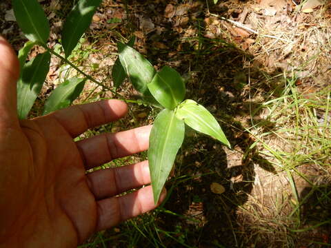 Image of whitemouth dayflower