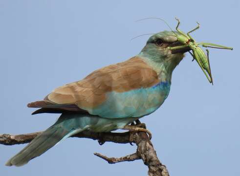 Image of Coracias garrulus semenowi Loudon & Tschusi 1902