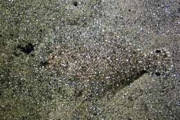 Image of Flounder