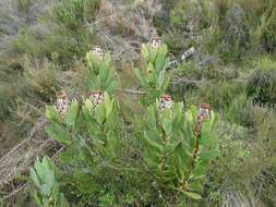 Imagem de Protea speciosa (L.) L.