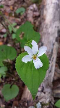 Imagem de Viola canadensis L.