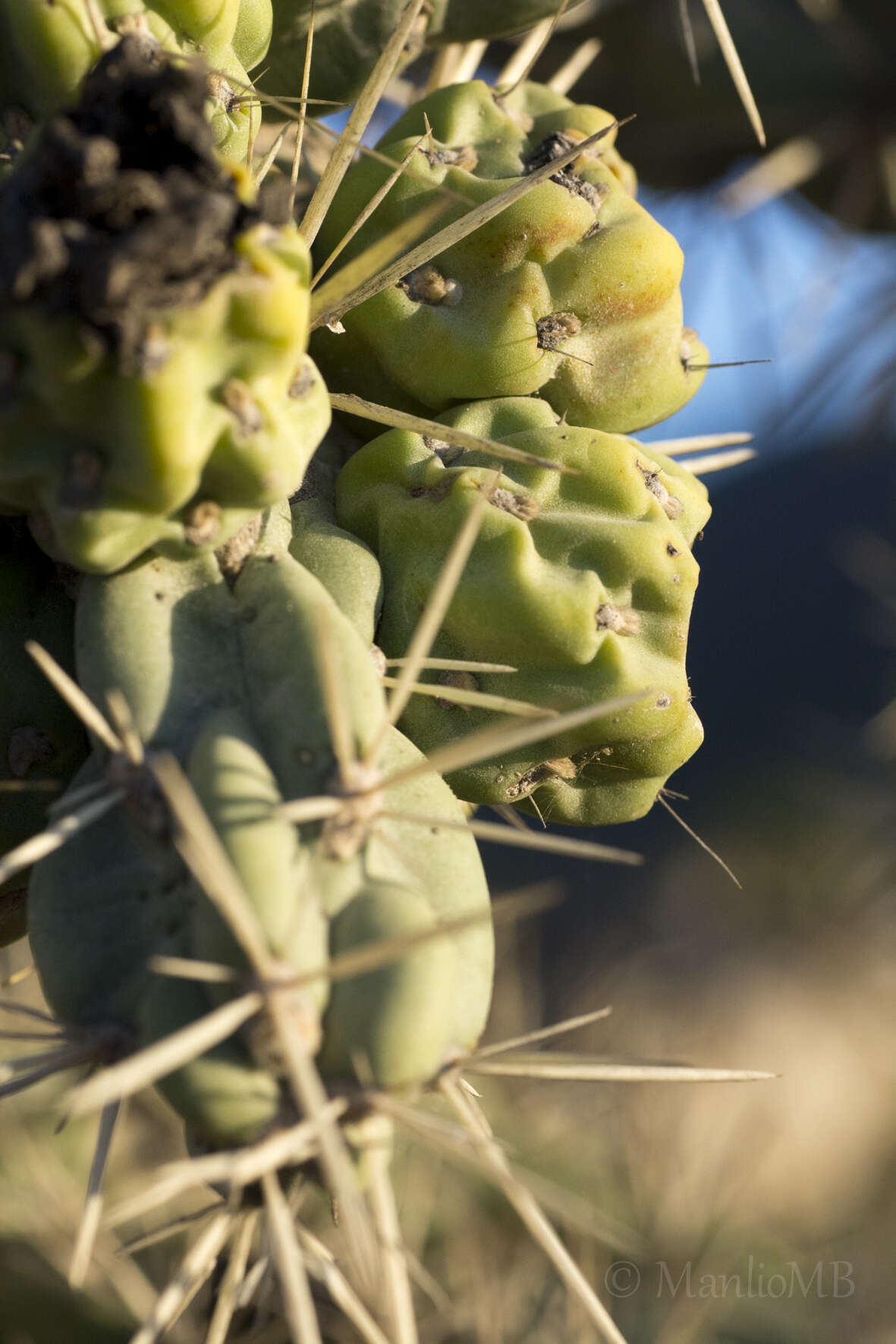 Image of tree cholla