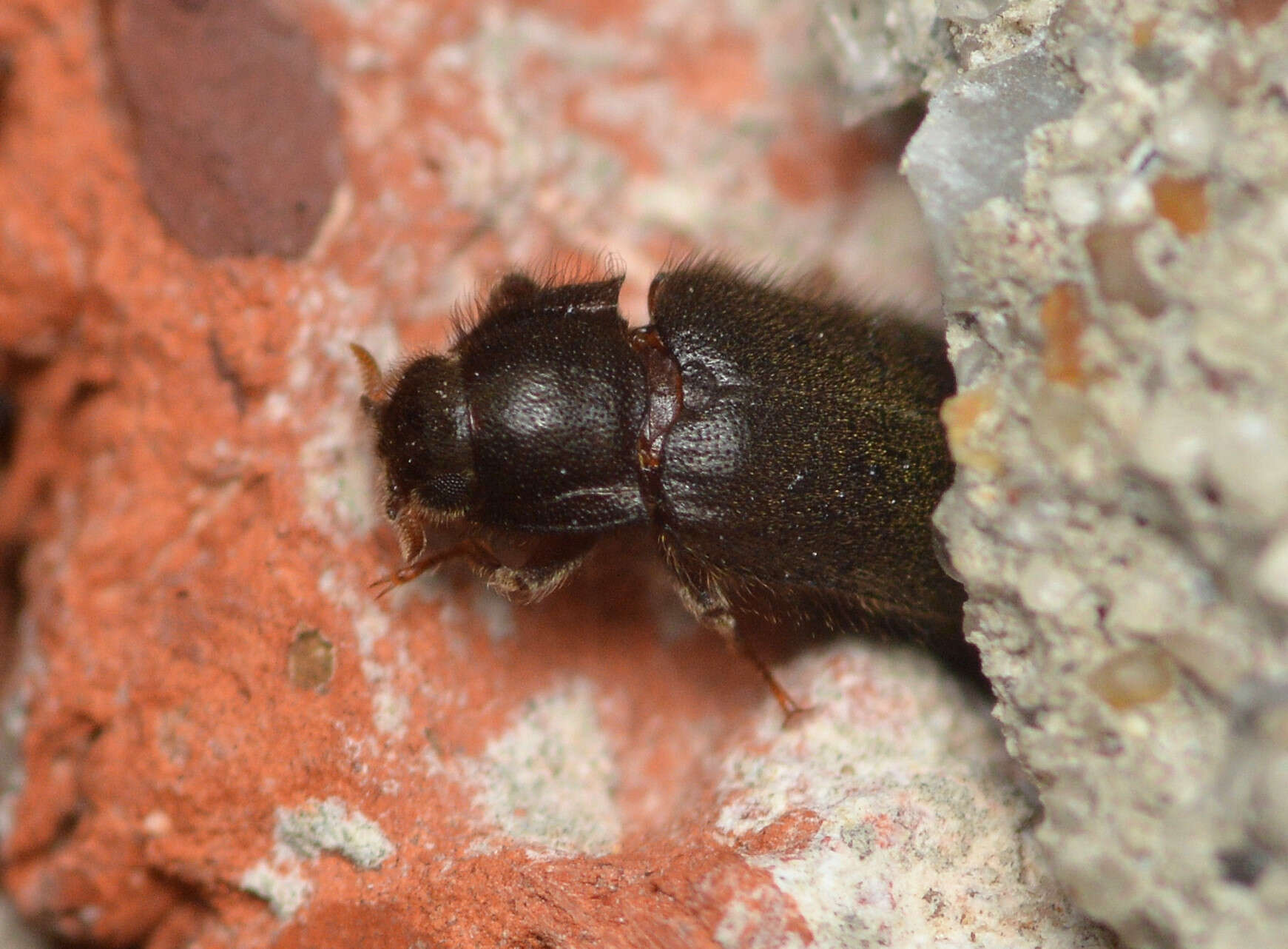 Image of Dryops (Dryops) arizonensis (Schaeffer 1905)