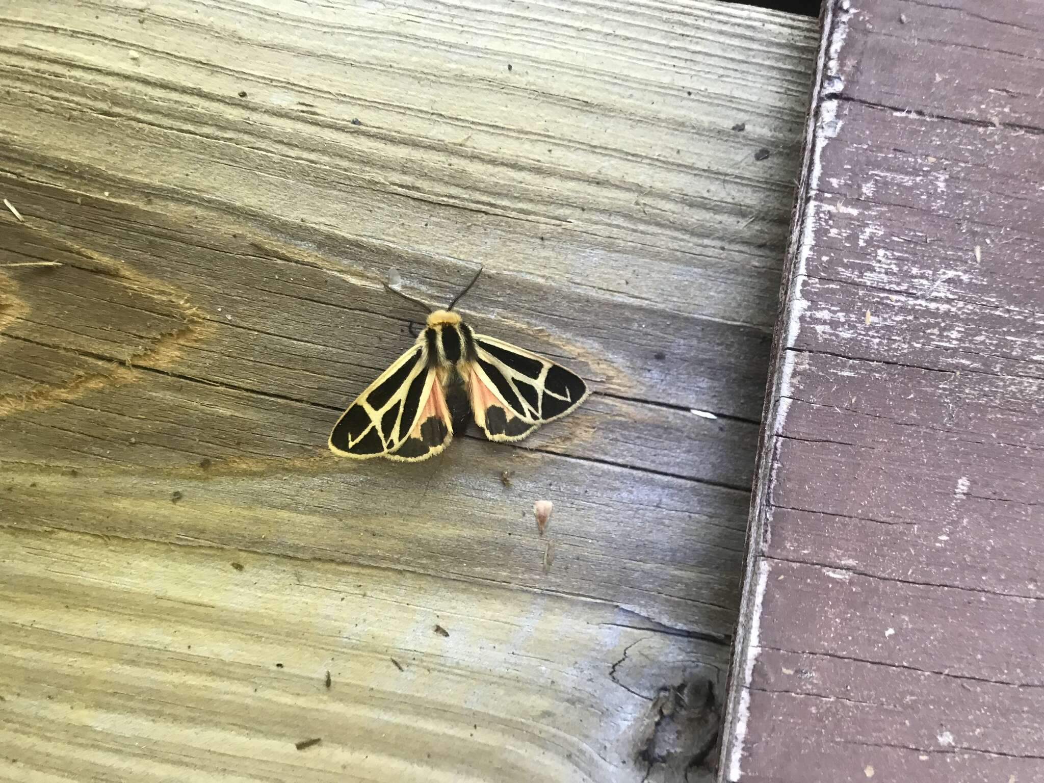 Image of Nais Tiger Moth