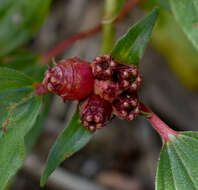 Imagem de Tristemma mauritianum J. F. Gmel.