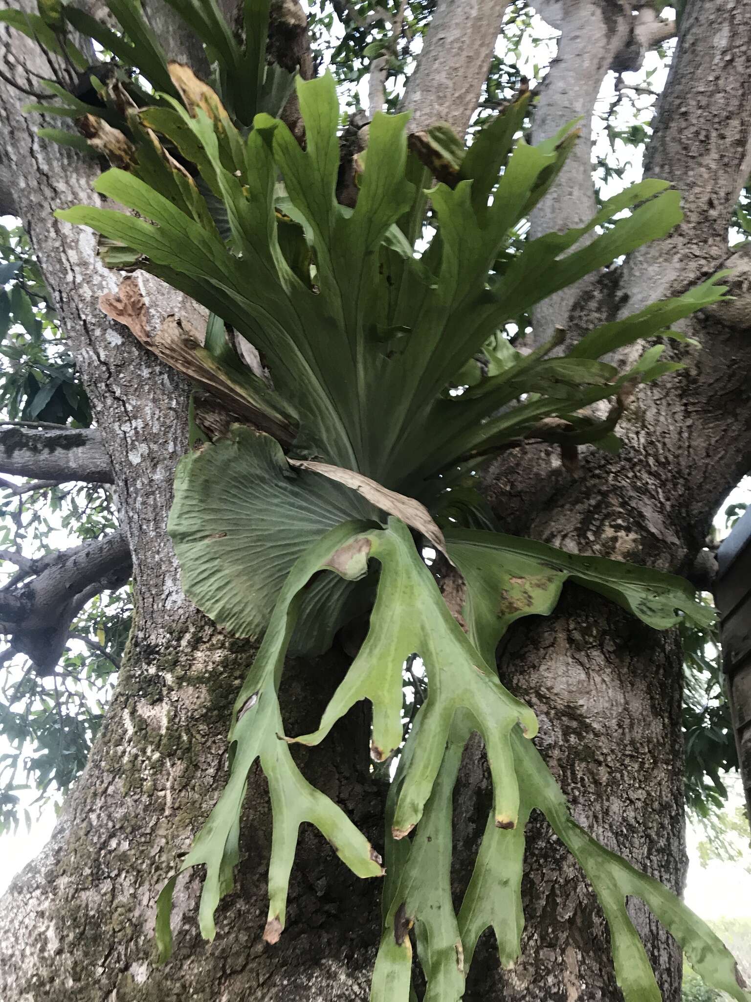 Image of staghorn fern