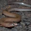 Image of Two-clawed Worm-skink