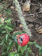 Image of Harrisia adscendens (Gürke) Britton & Rose