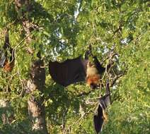 Image of Madagascan Flying Fox