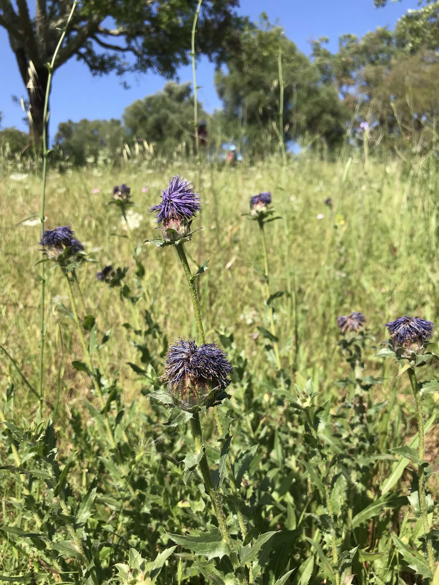 Carduncellus caeruleus (L.) C. Presl的圖片